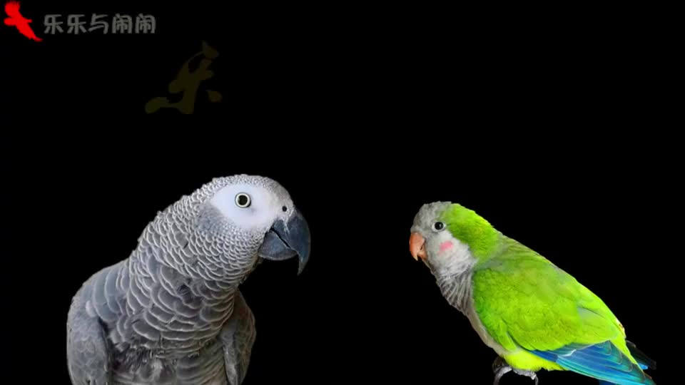 鹦鹉听说有好吃的,小嘴勤奋的,立马变换不同的嗓音说"你好"