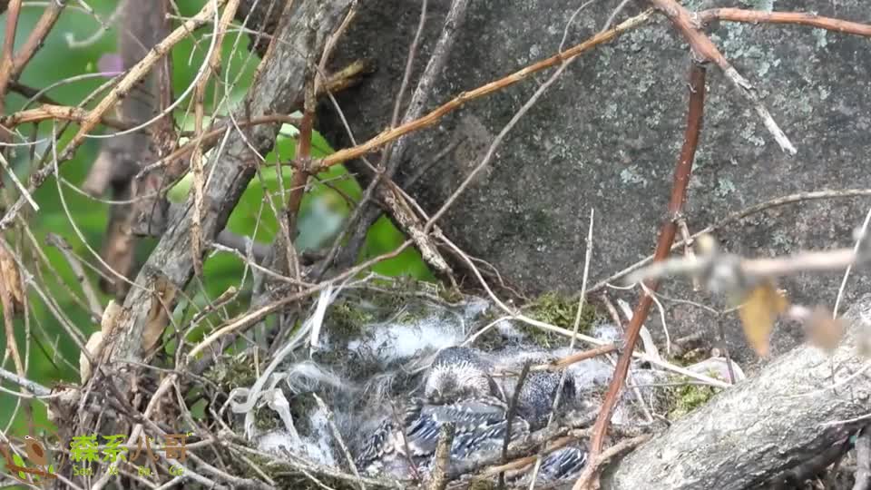 03:22 一窝幸福的小灰喜鹊,鸟爸鸟妈细心地观察着每只小鸟的状况 04