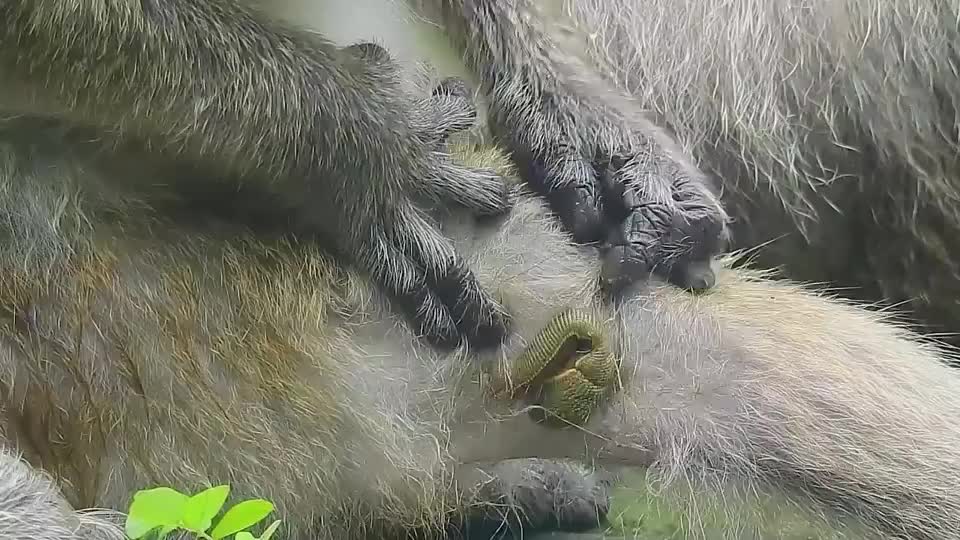 將一個完整豬頭，扔進裝有100條水蛭的魚缸，現場頓時一片混亂