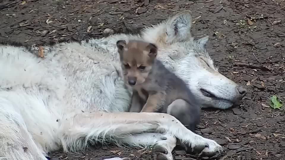 狼妈妈病危倒在地上,小狼崽守护在一旁不肯离去,场面让人泪目