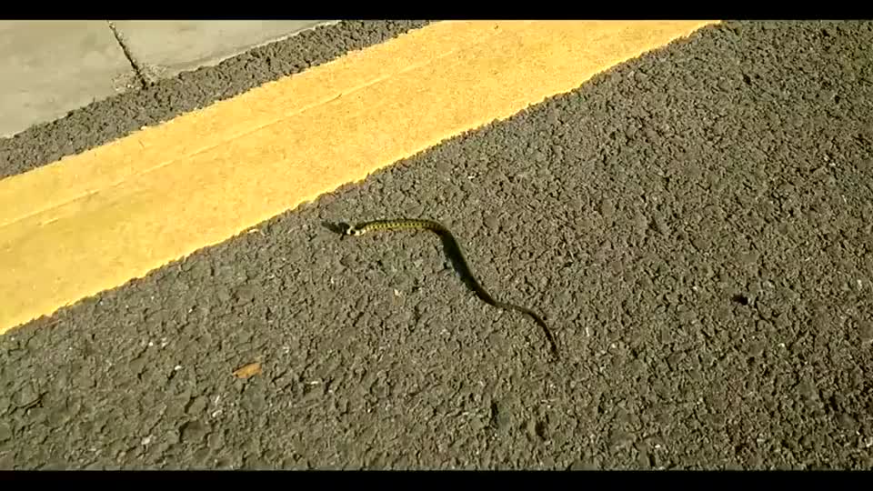 这条蛇过马路, 你数数它给压了多少次