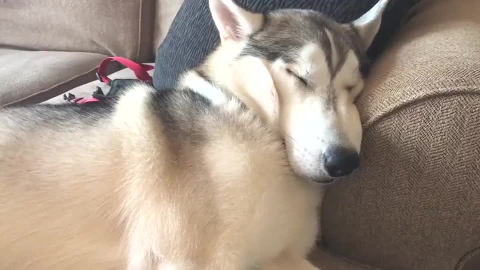 哈士奇正躺在沙发上呼呼大睡原来二哈也可以这么萌