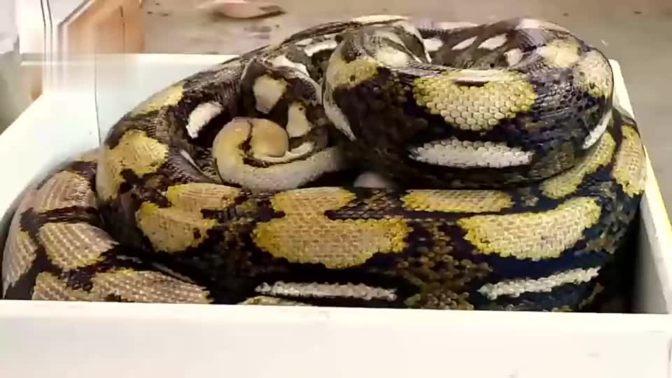 世界上最长蟒蛇,体长仅为1.5米.3米,堪称绞杀力最强的大蟒蛇
