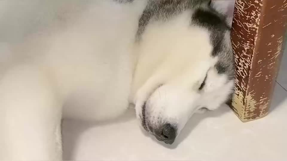 二哈睡觉的样子太可爱了,好不容易拍到二哈安静的一面!