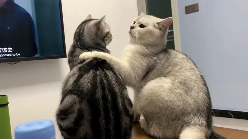 打不过我就打媳妇的"渣男",这样的猫咪,我不知道还该不该养!