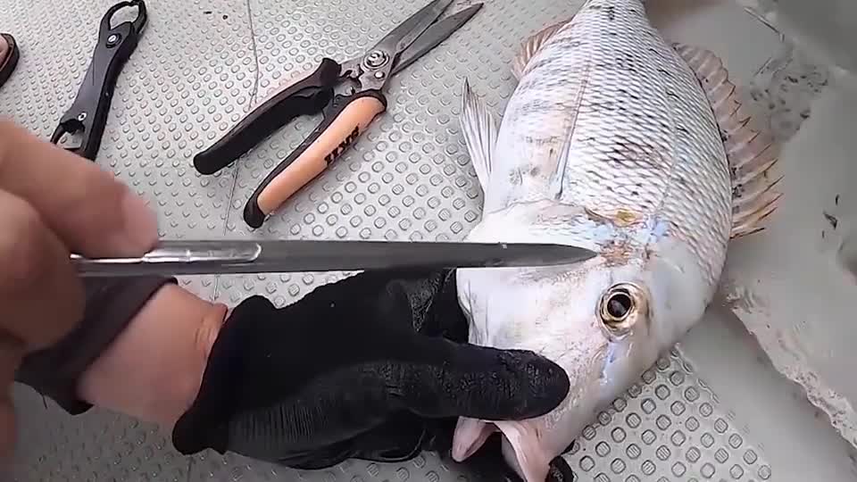 手指粗的钢钻,猛地捅进鱼脑袋,这样杀鱼太残忍了!