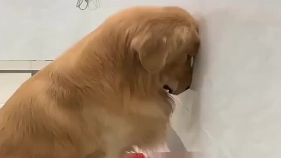 认错态度超好的金毛,每次犯错都主动罚站,让人无可奈何!