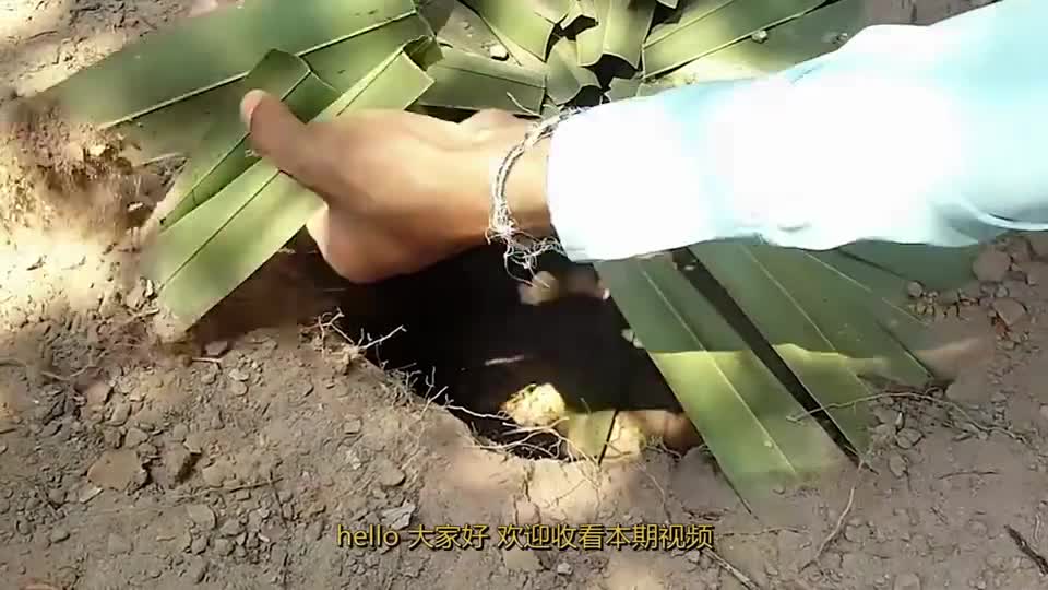 男子自制捕鼠陷阱!一捉一个准!老鼠:你这个老头坏得很!