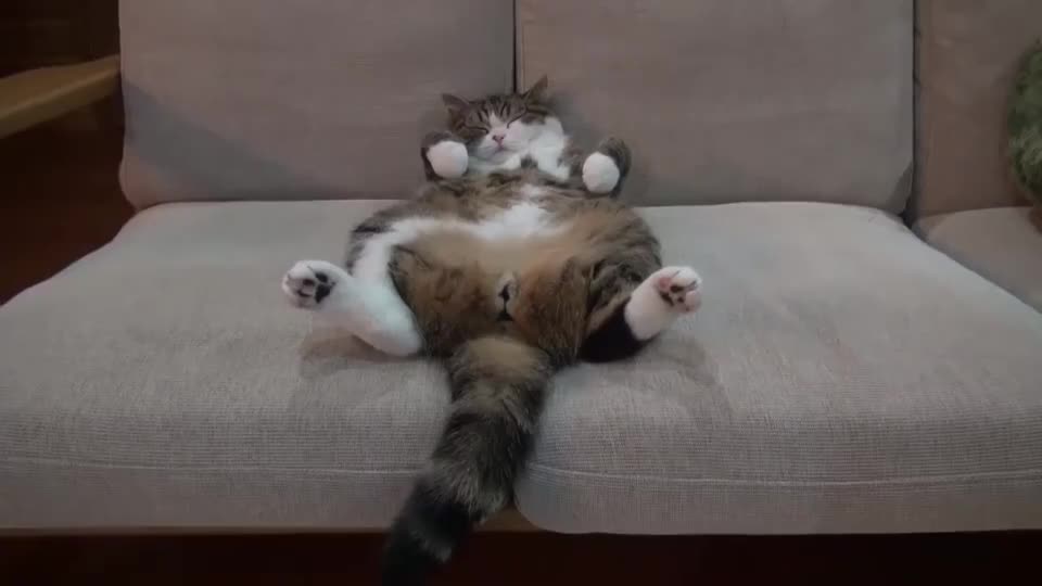 猫咪也会葛优躺,这悠闲的躺姿,也太销魂了吧