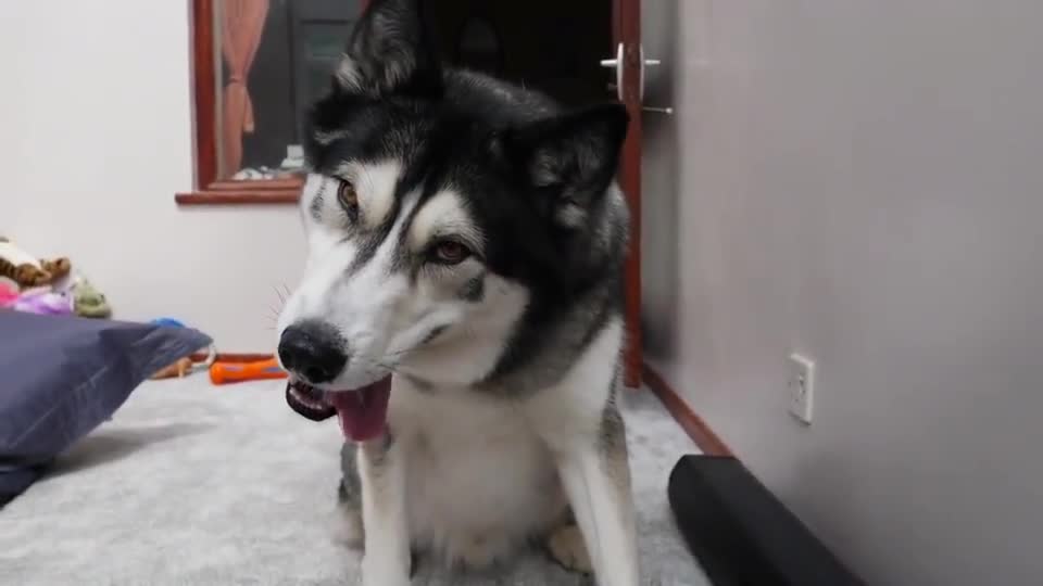 会歪头杀的哈士奇,蠢萌蠢萌的,超搞笑