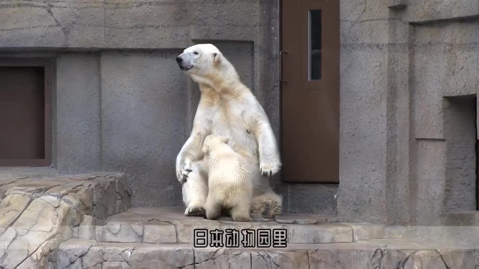 北极熊把桶当头盔带,网友:道理我都懂,为何偏偏是绿色的?