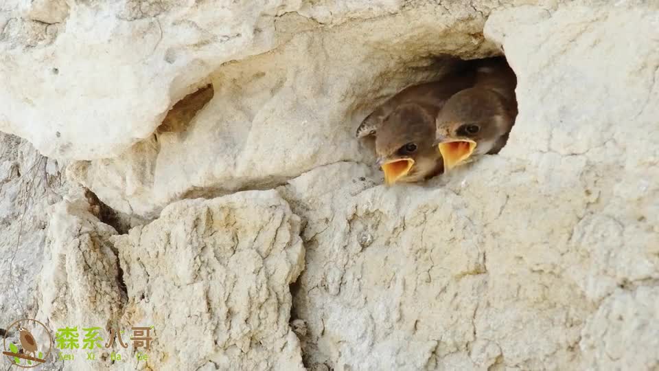 泥壁上的一窝小燕子,养得胖嘟嘟的,小时候都这么萌的吗?