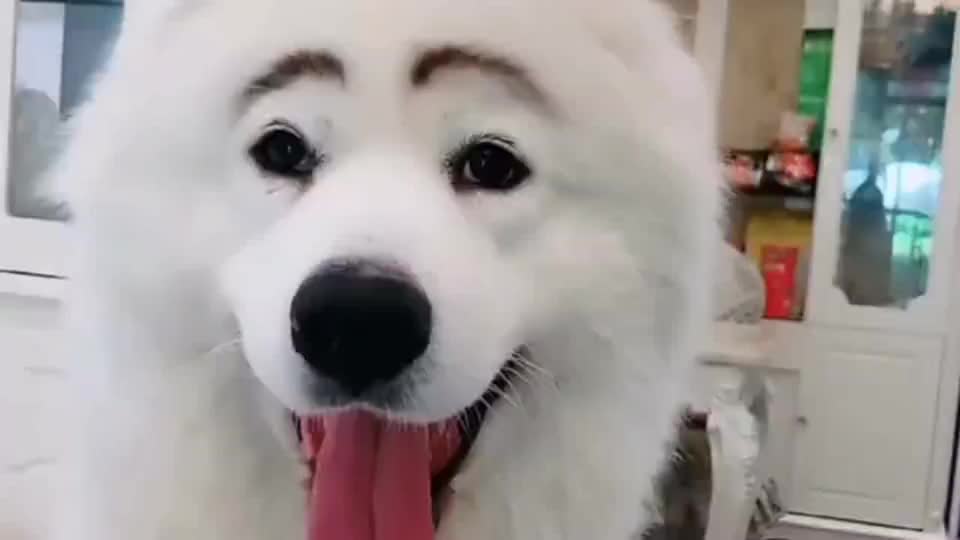 女主人给萨摩耶画眉毛,雪白的毛发配上黑眉毛,太可爱了!