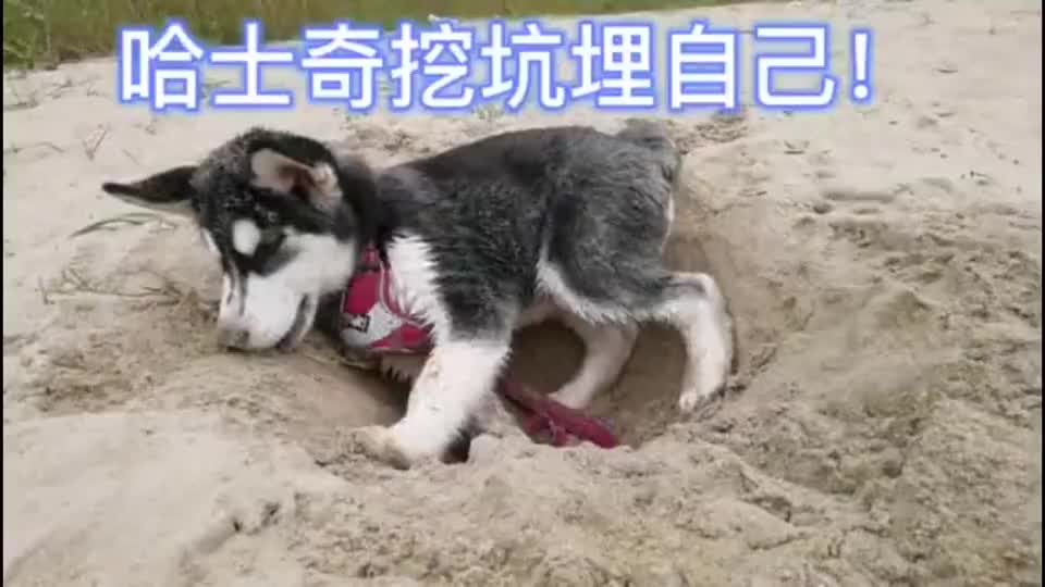 看哈士奇挖坑埋自己!