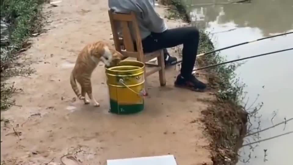 橘猫：怎么就钓了这么点小鱼啊塞牙缝都不够