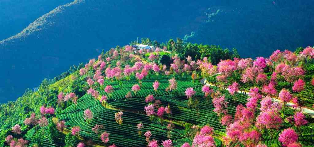 云南冷门景区，满山是浪漫与温婉，冬天也是繁樱绚丽，名气却不大