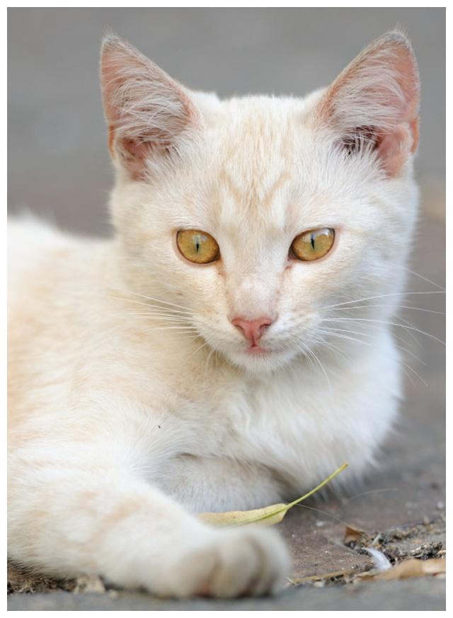 聊聊怀孕养猫：不能用遗弃猫咪去迎接新生命，这份新生礼物太糟糕休闲区蓝鸢梦想 - Www.slyday.coM