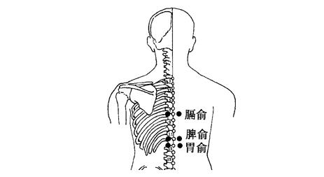 神闕或天樞公孫或太白(每次選一穴,循環灸)四,長高,長壯,三伏灸身柱!