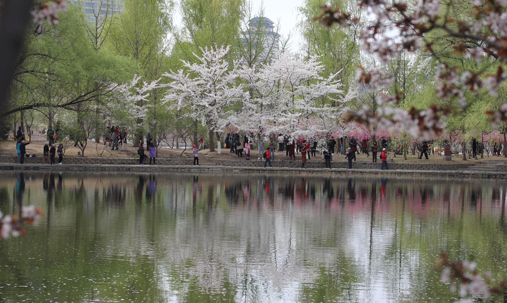 倾听花开、又见香雪，北京中山公园梅花绽放，一组美图来袭！_京报网