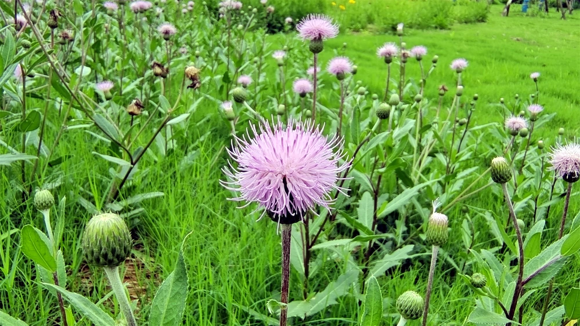 小花也可爱：“刺儿菜”欣赏