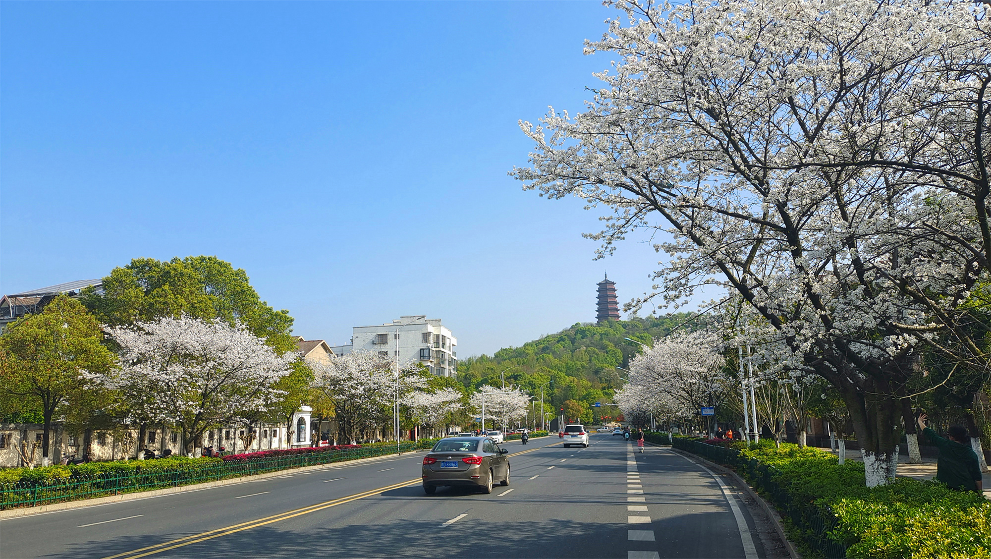 美丽吉安之赏花系列:城北樱花大道繁花似锦 风光独好_高清图集_新浪网