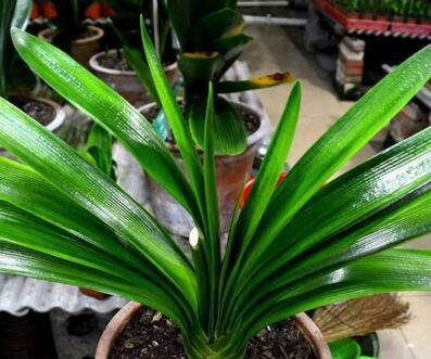 新手养君子兰，“浇水4句话”，巧避免空根，烂根，一盆窜5个花箭休闲区蓝鸢梦想 - Www.slyday.coM