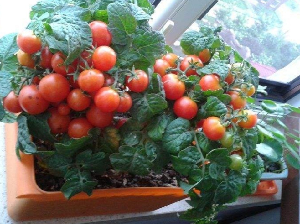 鲜红的2种小水果阳台用花盆就种好看又好吃