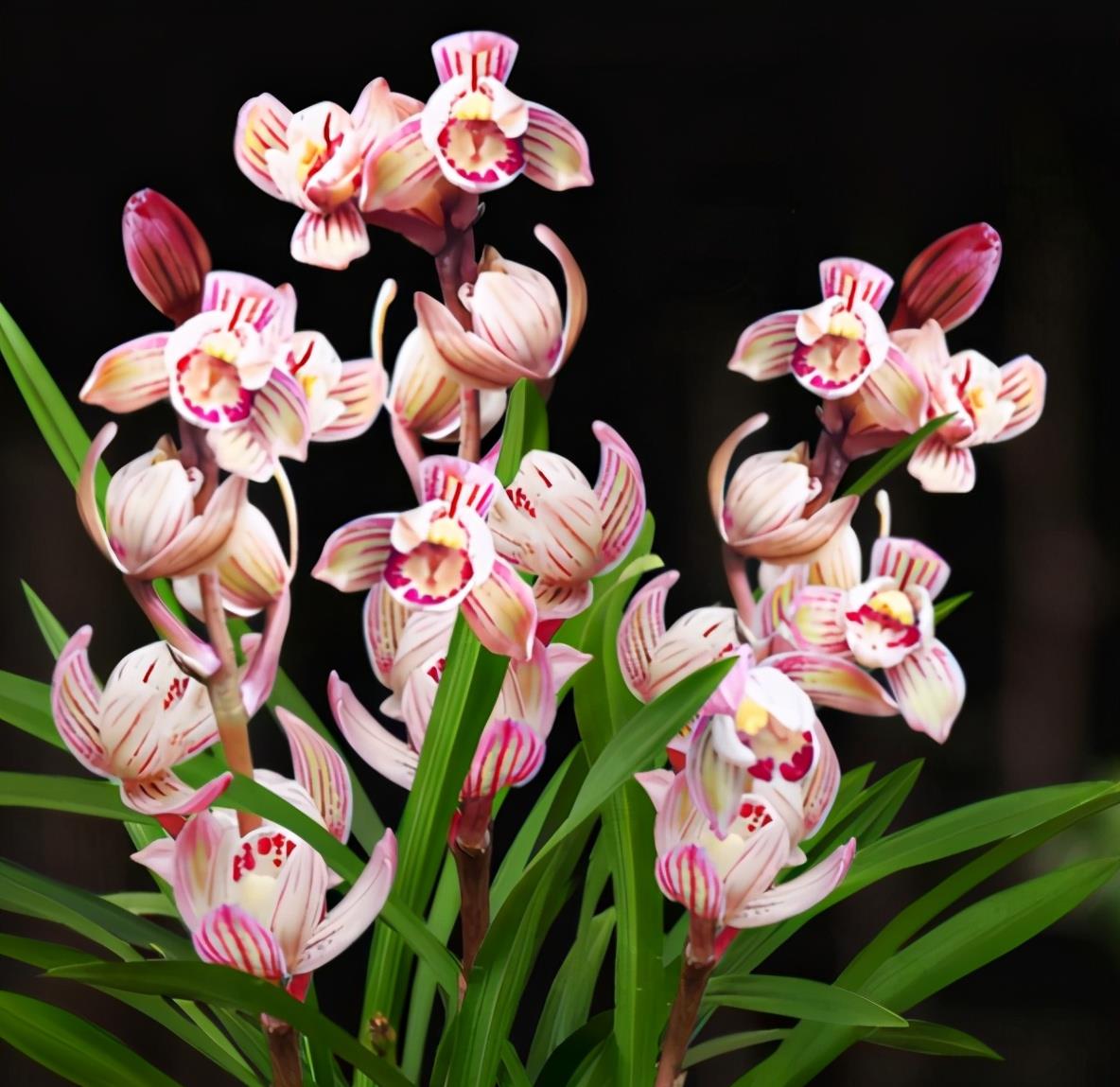 兰界新宠"七彩玲珑"花色七彩,兰香浓郁,开品稳定,新手首选