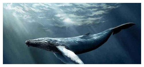 深海“绿洲”鲸落:巨鲸尸体滋养海底万物!看鲸鱼如何浪漫重生!休闲区蓝鸢梦想 - Www.slyday.coM 深海“绿洲”鲸落:巨鲸尸体滋养海底万物!看鲸鱼如何浪漫重生!休闲区蓝鸢梦想 - Www.slyday.coM