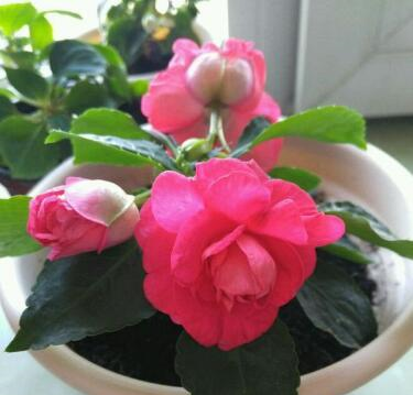 阳台小也要养盆它,有点散光就疯长,种1棵,长1片,1年能开300天休闲区蓝鸢梦想 - Www.slyday.coM 阳台小也要养盆它,有点散光就疯长,种1棵,长1片,1年能开300天休闲区蓝鸢梦想 - Www.slyday.coM