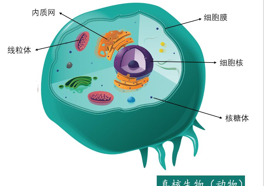 去幼嫩叶片之后,叶柄基部很快形成离层,叶柄在两、三天内脱落