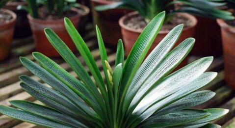 新手养君子兰，“浇水4句话”，巧避免空根，烂根，一盆窜5个花箭休闲区蓝鸢梦想 - Www.slyday.coM