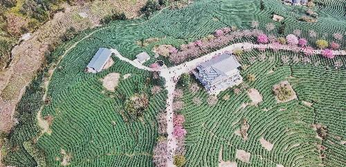 福建的小庐山,樱花开到漫山遍野,被誉为中国最美樱花圣地休闲区蓝鸢梦想 - Www.slyday.coM 福建的小庐山,樱花开到漫山遍野,被誉为中国最美樱花圣地休闲区蓝鸢梦想 - Www.slyday.coM