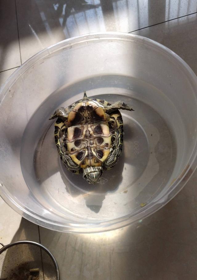 乌龟翻身的启示