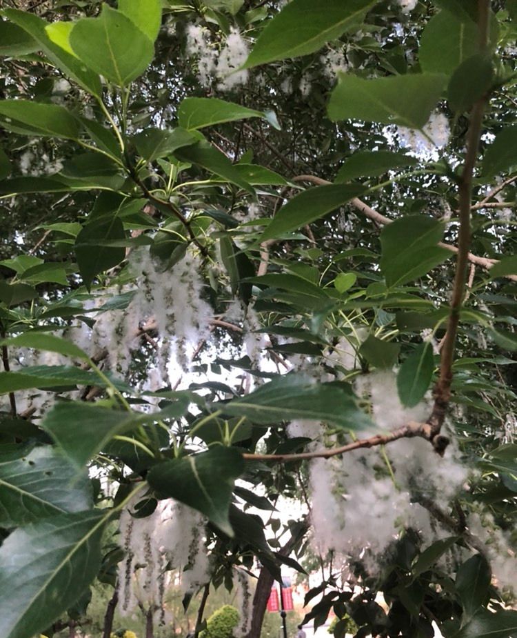 洁白如雪的杨絮花_高清图集_新浪网