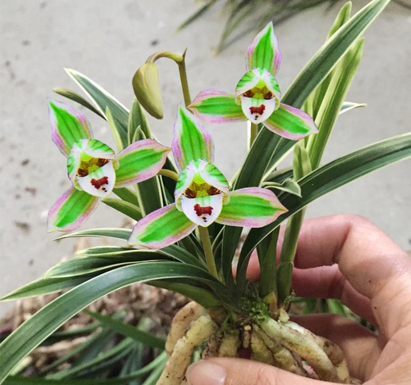 新手养兰首选"帝王妃",花色复杂,芳香持久,曾是帝王家的专属|帝王|花