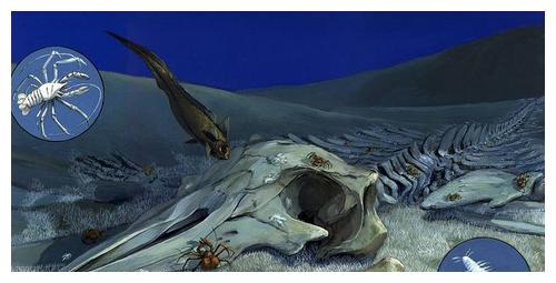 深海“绿洲”鲸落:巨鲸尸体滋养海底万物!看鲸鱼如何浪漫重生!休闲区蓝鸢梦想 - Www.slyday.coM 深海“绿洲”鲸落:巨鲸尸体滋养海底万物!看鲸鱼如何浪漫重生!休闲区蓝鸢梦想 - Www.slyday.coM