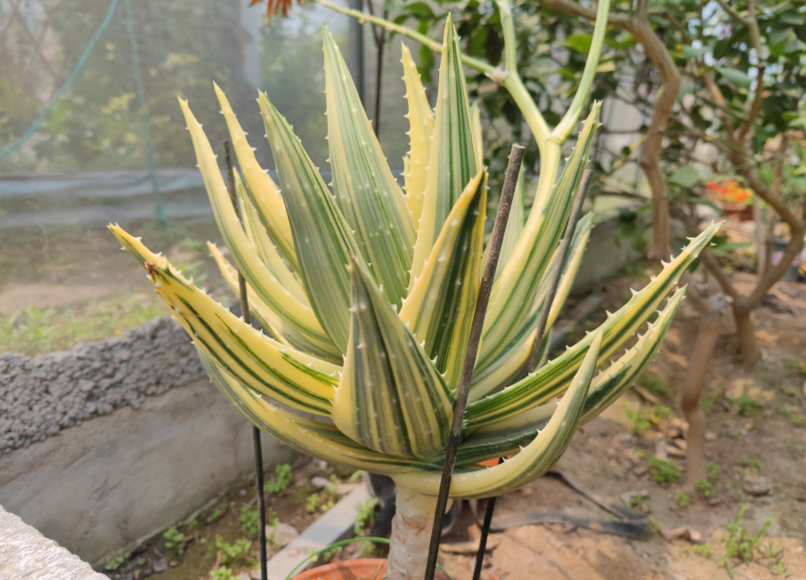 芦荟养成老桩,身价才会翻倍,自己观赏也漂亮,教你正确栽培方法