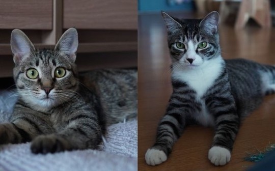 俞承豪公开自己爱猫状况 同时批评虐待宠物的人