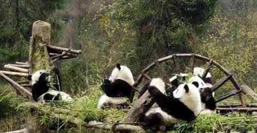 四川大熊猫栖息地：哪个会不喜欢国宝大熊猫