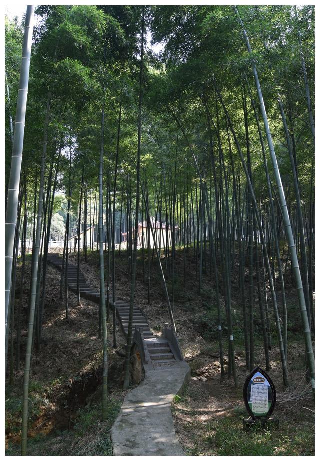 合肥市巢湖市东庵森林公园