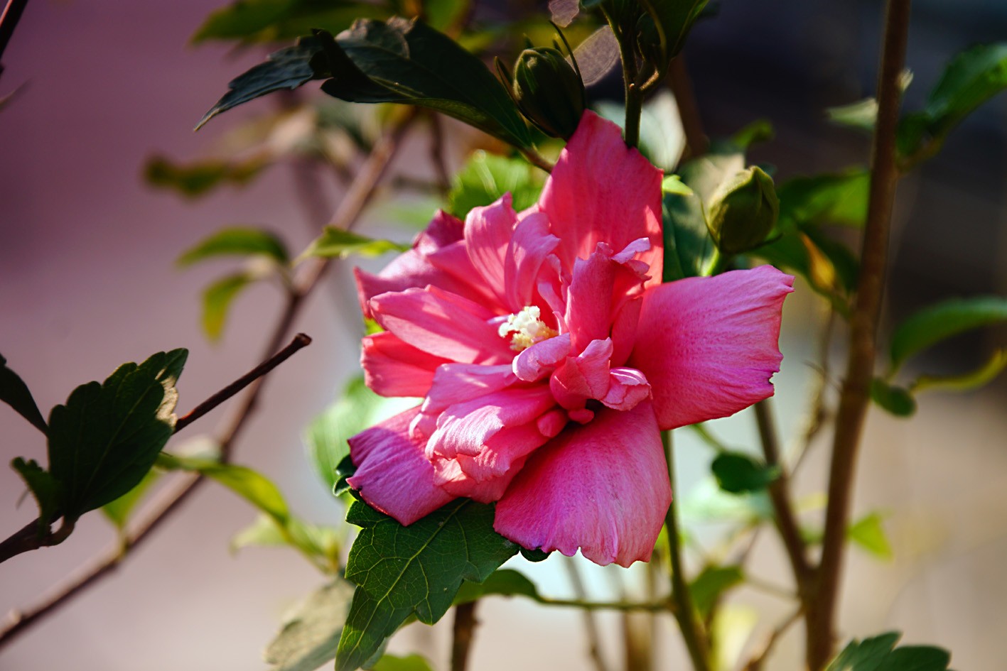 新手,懒人养花选什么?试试耐热耐旱,耐阴耐寒,耐贫瘠的木槿!