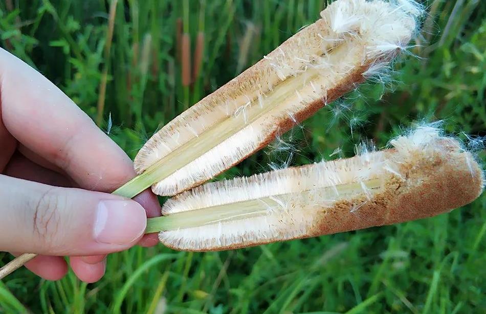 农村河边的"香肠",水下隐藏着美味,20元一斤很多人不知能吃|蒲菜|香肠