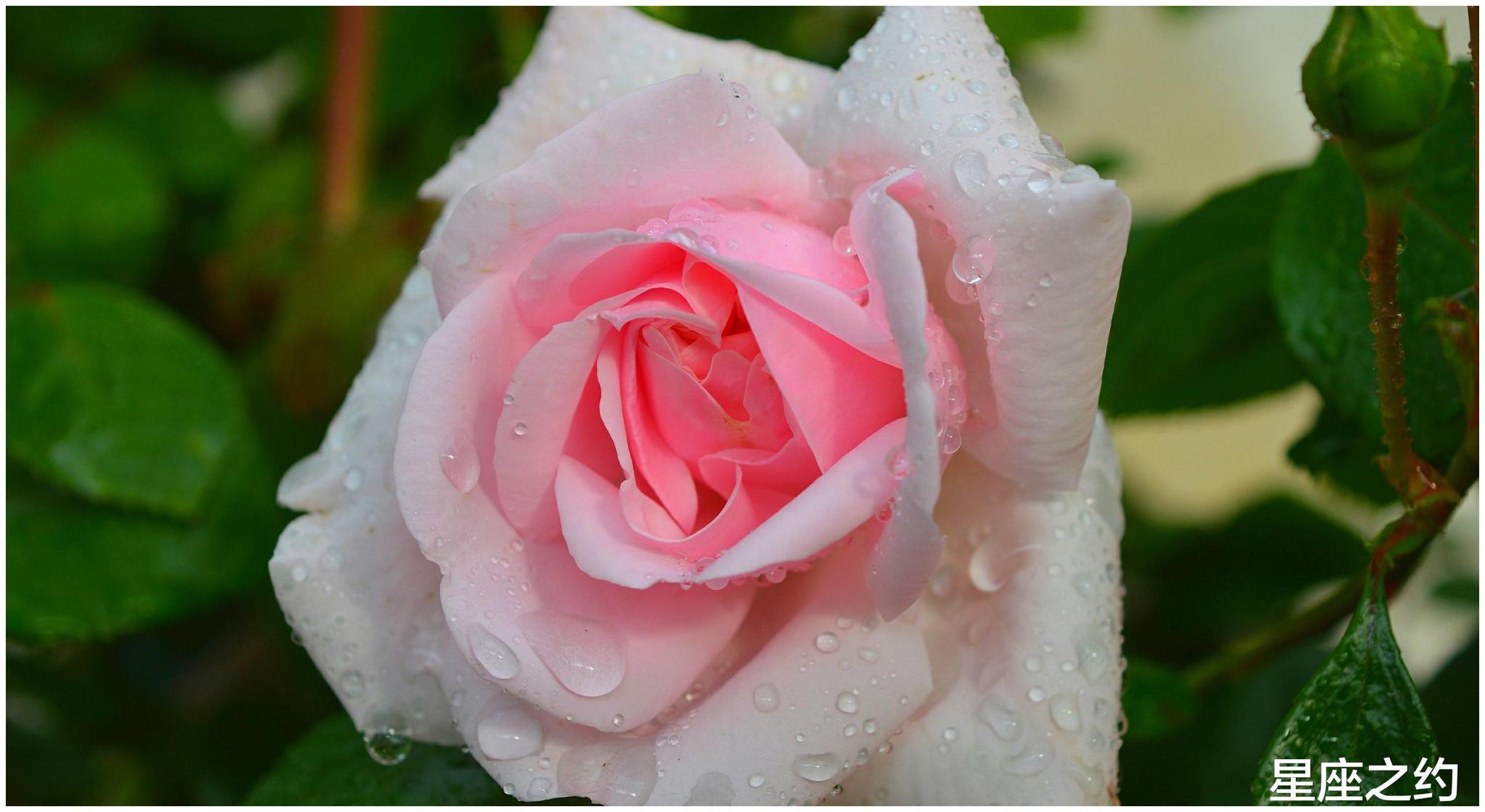 5月8日星座运势 金牛贵人相助 天秤另眼相看 射手执行力强 财经头条