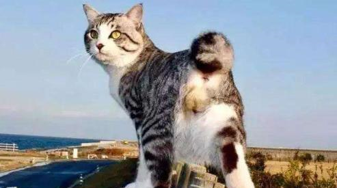＊猫麟＊ 义顺社区猫KingKong纪念角落附近再有猫疑被虐死- 8world