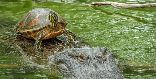 连鳄鱼都束手无策的乌龟,天敌终于出现,吃乌龟就像吃田螺
