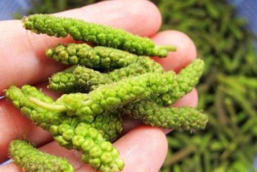 树上长出来的"毛毛虫",炒一炒比肉还香,看见不认识就亏了!