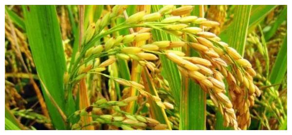 刚学会用微信的爷爷，发了第一条消息，孙女瞬间泪崩……休闲区蓝鸢梦想 - Www.slyday.coM