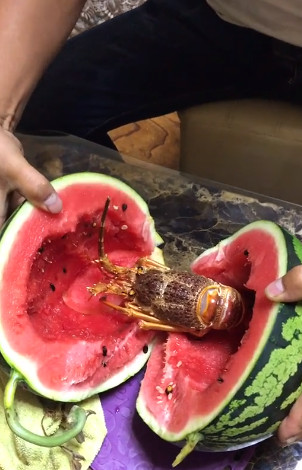 男子回家捡起一个西瓜就开切，切开的一瞬间吓坏了！休闲区蓝鸢梦想 - Www.slyday.coM