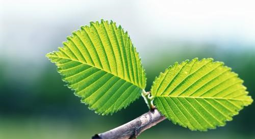 白羊座的人（白羊座的人聪明还是笨）插图4
